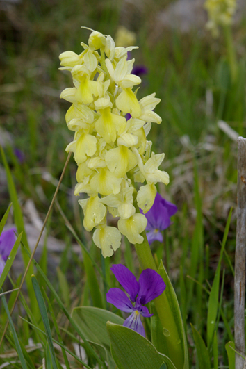 Orchis pallens pollino